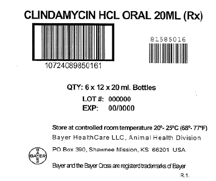 Clindamycin HCl Oral Liquid 12 x 6 x 20mL Shipper Label