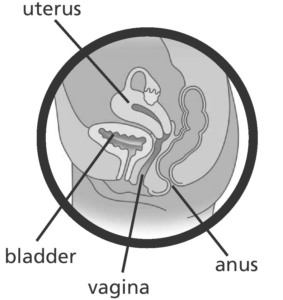 Diagram of the uterus, bladder, vagina and anus
