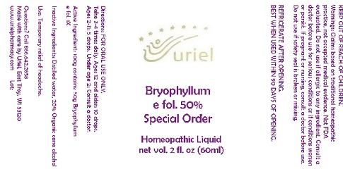 BryophyllumEFol50SOLiquid