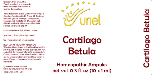 Cartilago Betula Ampules