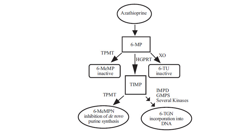 Metabolism pathway of azathioprine