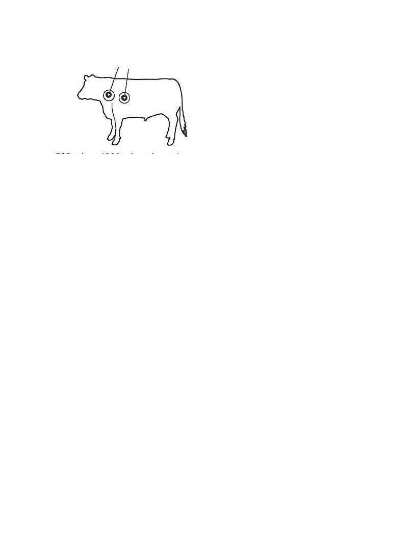 cattle1.jpg