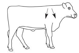 picture of a cow