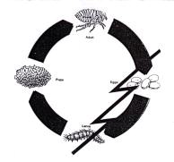 Life Cycle of the Flea