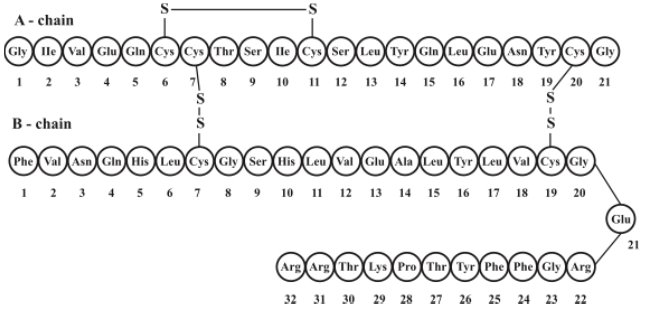 Insulin Glargine Structural Formula