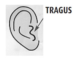 tragus.jpg