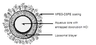 pegylated liposome