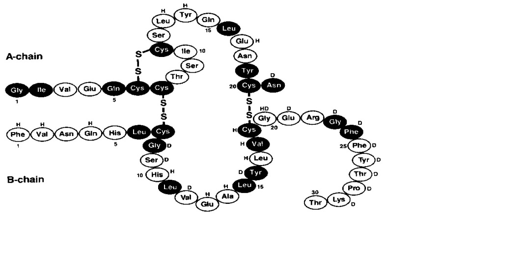 Structural formula of Novolin R