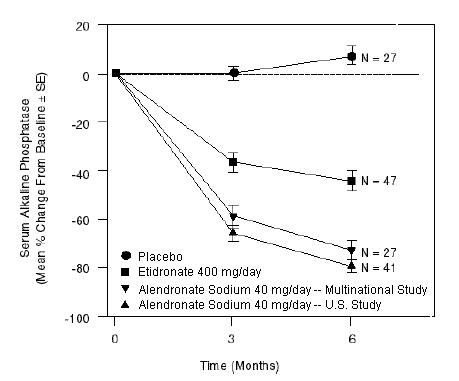 Studies in Paget's Disease of Bone Effects on Serum Alkaline Phosphatase of Alendronate Sodium 40 mg/day Versus Placebo or Etidronate 400 mg/day