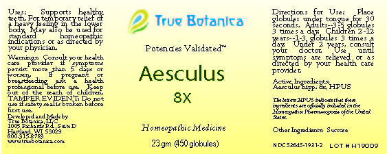 Aesculus 8X