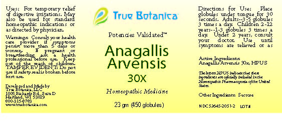 Anagallis Arvensis 30X