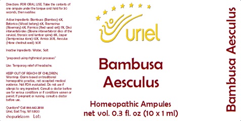 Bambusa Aesculus Ampules