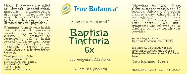 Baptisia Tinctoria 6X
