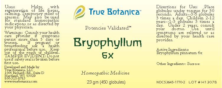 Bryophyllum 6X