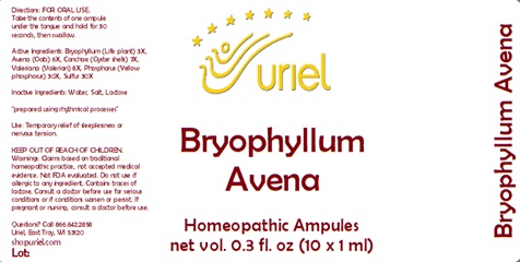 Bryophyllum Avena Ampules