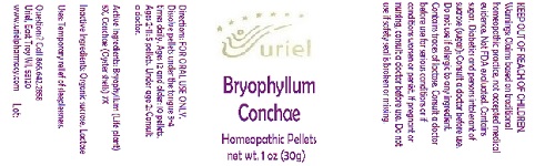 BryophyllumConchaePellets