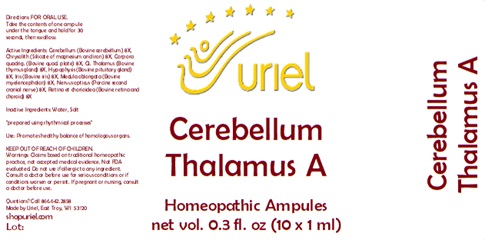 Cerebellum Thalamus A Ampules