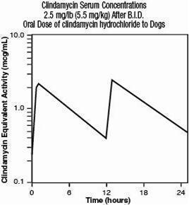 image of dog serum level