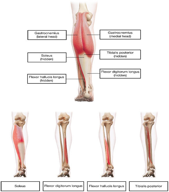 figure3_muscles_for_injection_for_lower_limb_spasticity