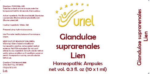 Glandulae suprarenales Lien Ampules