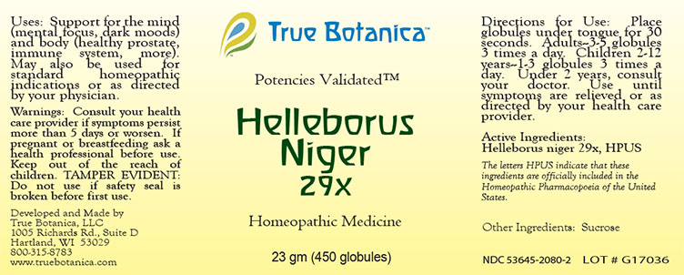 Helleborus Niger 29X