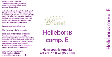 Helleborus comp. E Ampules