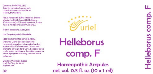 Helleborus comp. F 