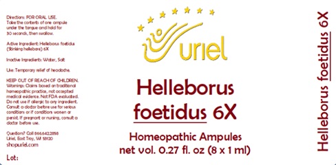 Helleborus foetidus 6X Ampules