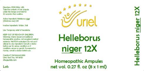 Helleborus niger 12X Ampules