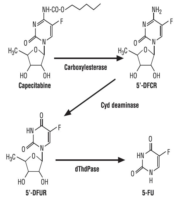 Metabolic Pathway of Capecitabine to 5-FU
