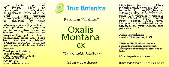 Oxalis Montana 6X