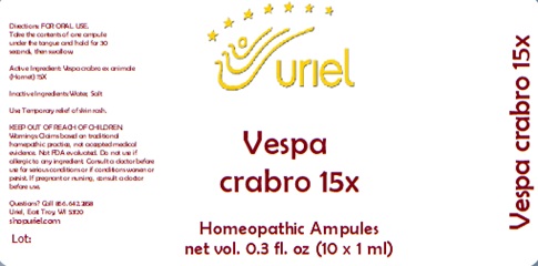 Vespa crabro 15X Ampules