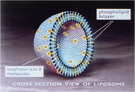 Cross Section of Liposome