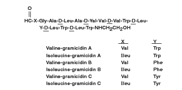 Gramicidin Structure