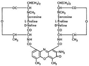 Structural Formula of Dactinomycin
