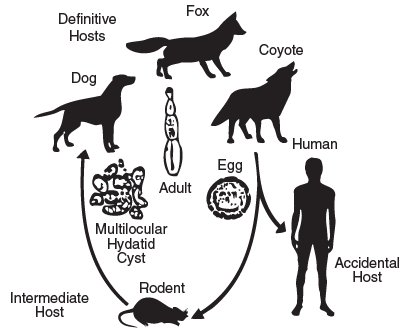 Echinococcus lifecycle