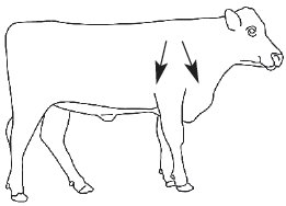 Picture of administration sites on a cow