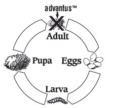 The flea's life cycle and where advantus™ works diagram