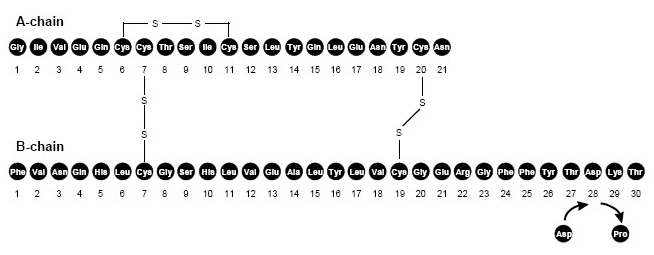 Fig. 1 - Structural Formula of Insulin Aspart