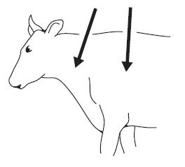 Illustration of injection site in cattle