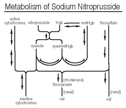metabolism of sodium nitroprusside