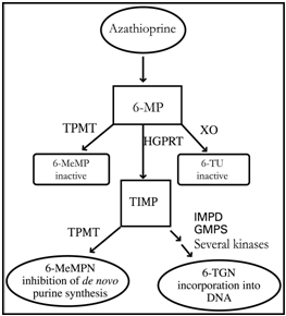 Figure 1. Metabolism pathway of azathioprine: competing pathways result in inactivation by TPMT or XO, or incorporation of cytotoxic nucleotides into DNA.