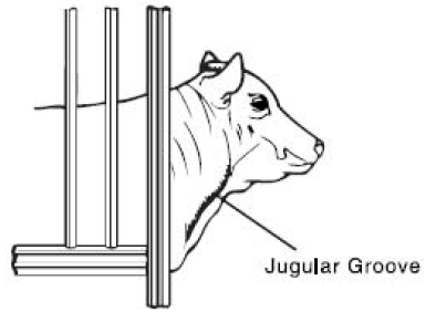 Picture of cow showing jugular groove.