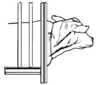 Picture of cow in stanchion, showing placement of choke rope.
