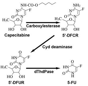 Metabolic Pathway of Capecitabine to 5-FU
