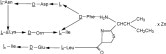 Bacitracin Zinc Structural Formula
