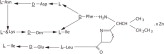 Bacitracin Zinc Structural Formula
