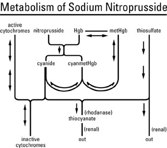 drawing of Metabolism of Sodium Nitroprusside