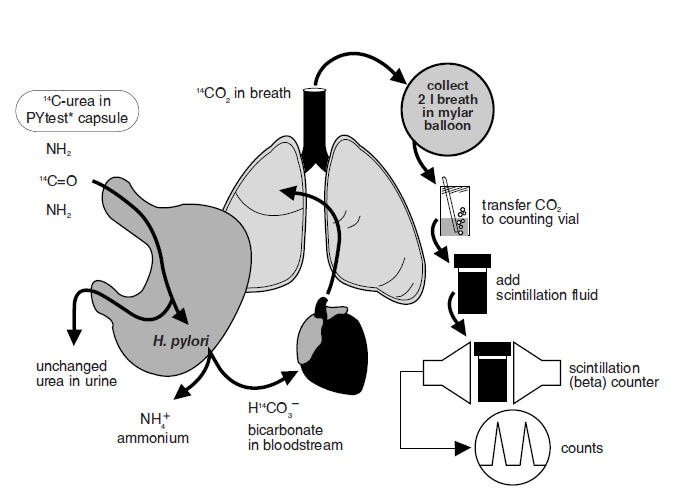 Figure 1: Principle of Breath Test
