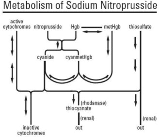 Nitroprusside Metabolism
